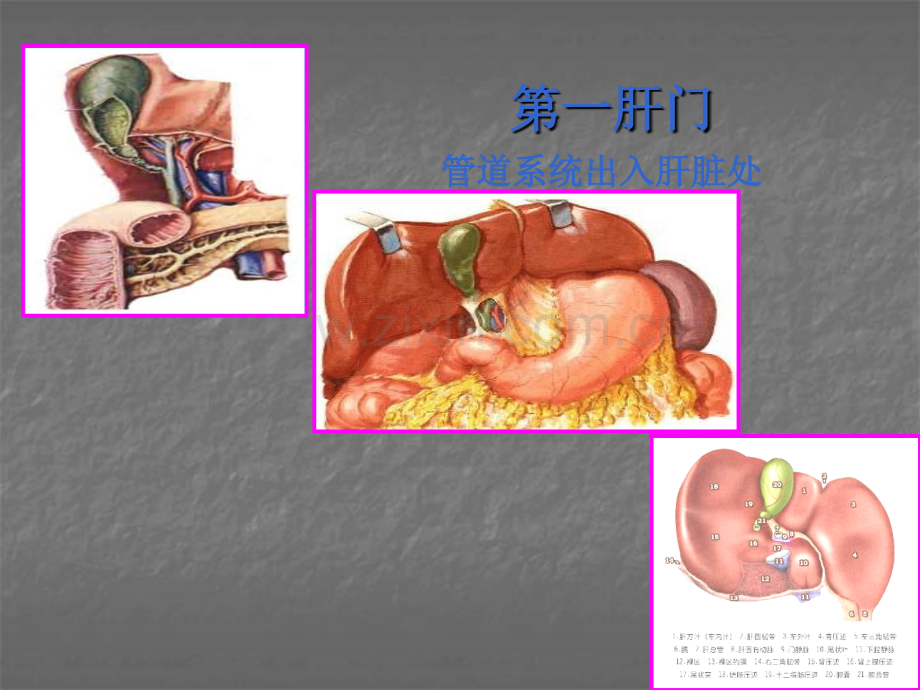 肝门部胆管癌外科治疗进展arppt课件.ppt_第2页