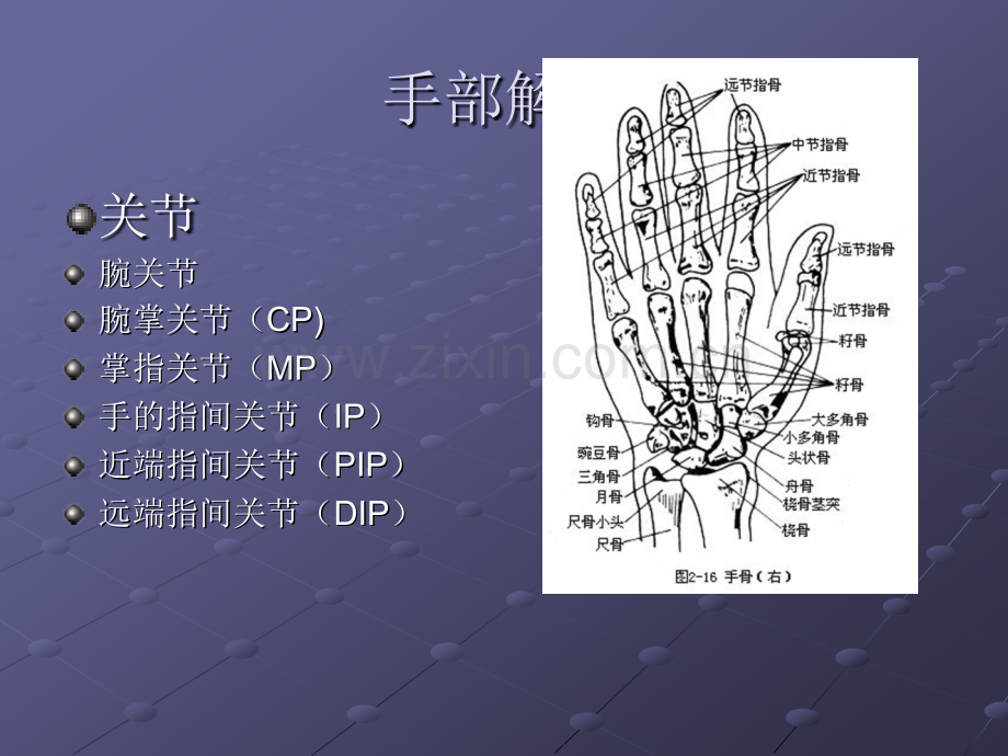 手功能的康复ppt课件.pptx_第3页