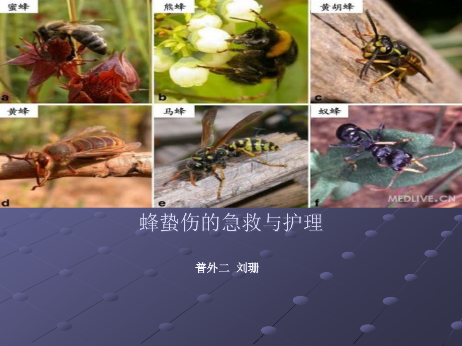 蜂蛰伤的急救与护理ppt课件.ppt_第1页