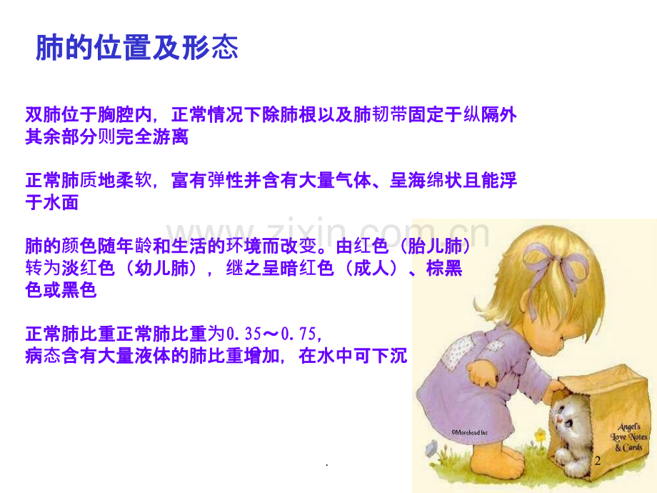 肺解剖知识.ppt_第2页