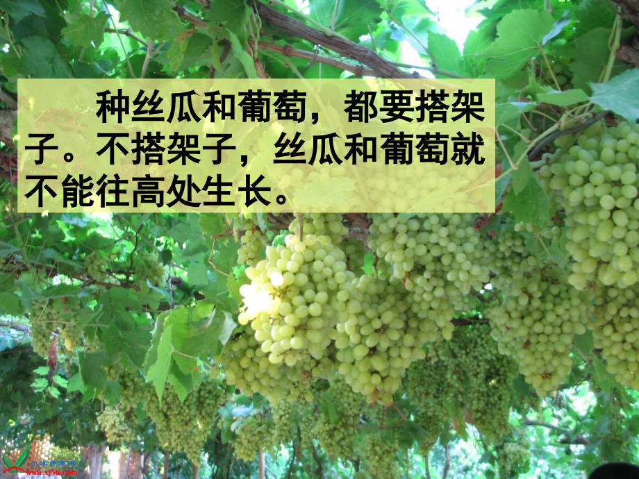 《爬山虎的脚》PPT.ppt_第2页