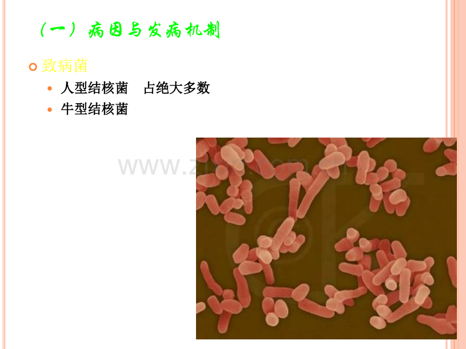 肠结核及结核性腹膜炎病人的护理.ppt_第3页