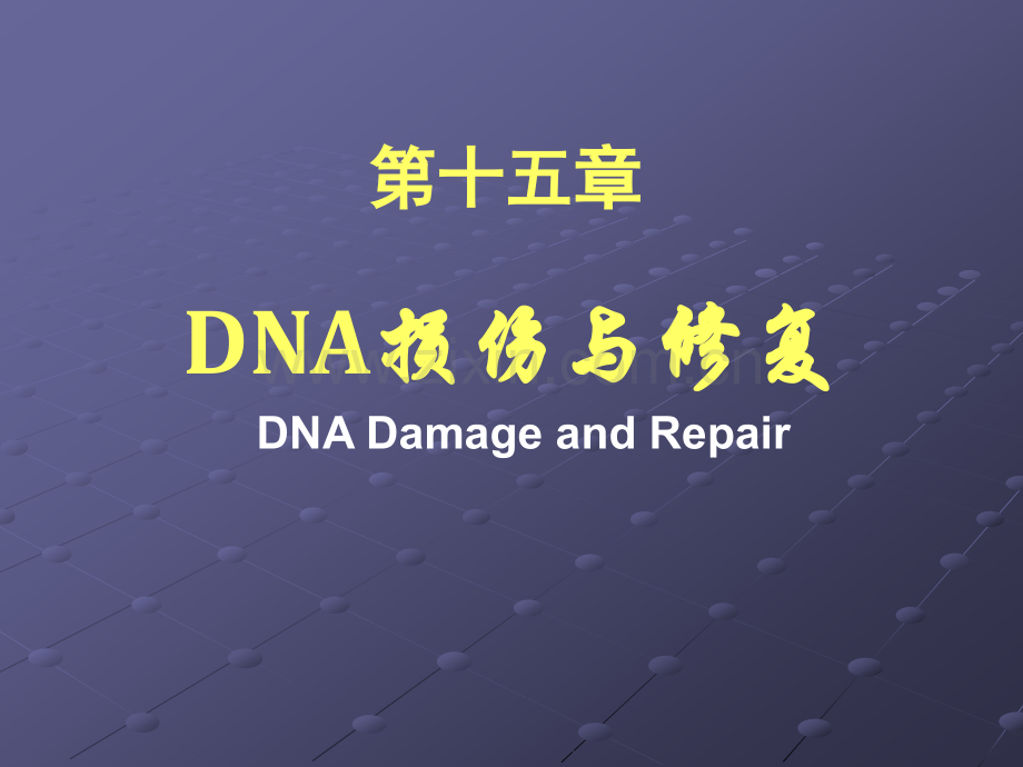 DNA损伤与修复ppt课件.ppt_第1页
