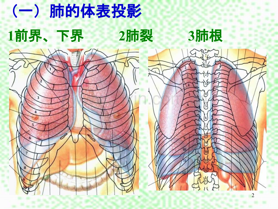 肺及肺段解剖.ppt_第2页