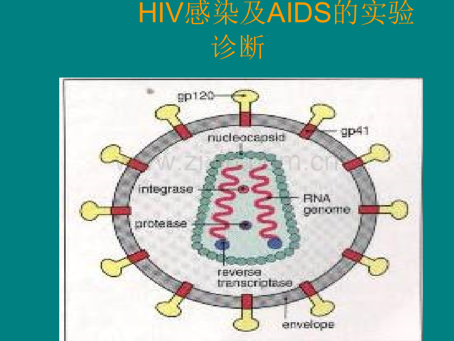 HIV感染和-AIDS的实验诊断ppt课件.ppt_第2页