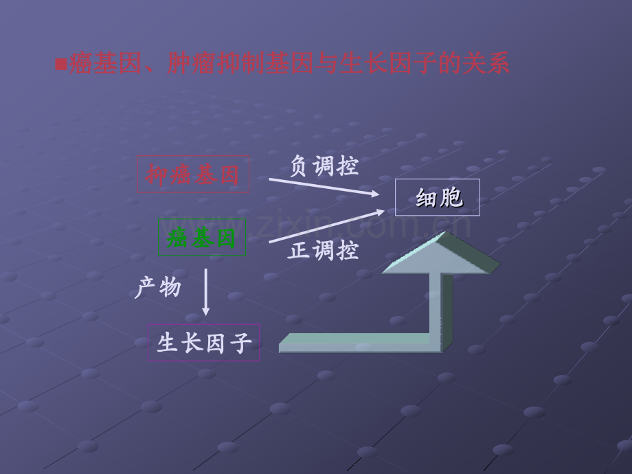 癌基因、肿瘤抑制基因与生长因子详解ppt课件.ppt_第3页