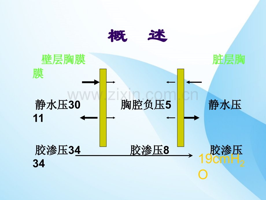 胸腔积液-.ppt_第3页