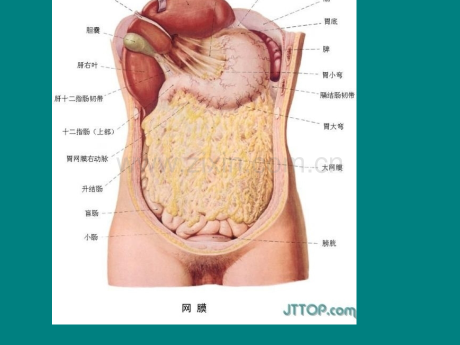 腹腔器官ppt课件.ppt_第2页