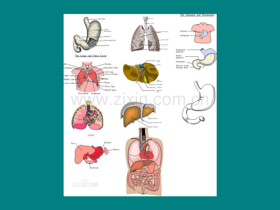 腹腔器官ppt课件.ppt_第3页