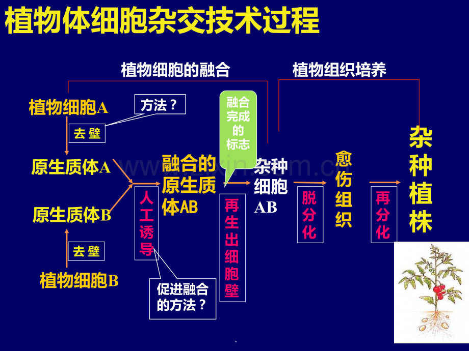 动物细胞融合与单克隆抗体PPT课件.ppt_第2页