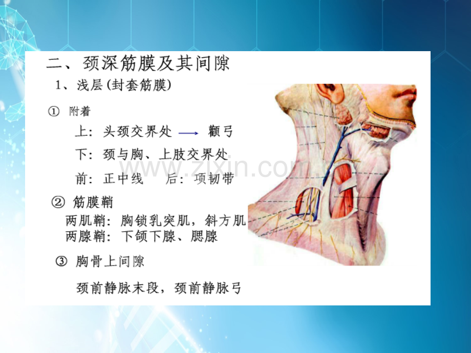 耳鼻喉：颈部脓肿ppt课件.ppt_第2页