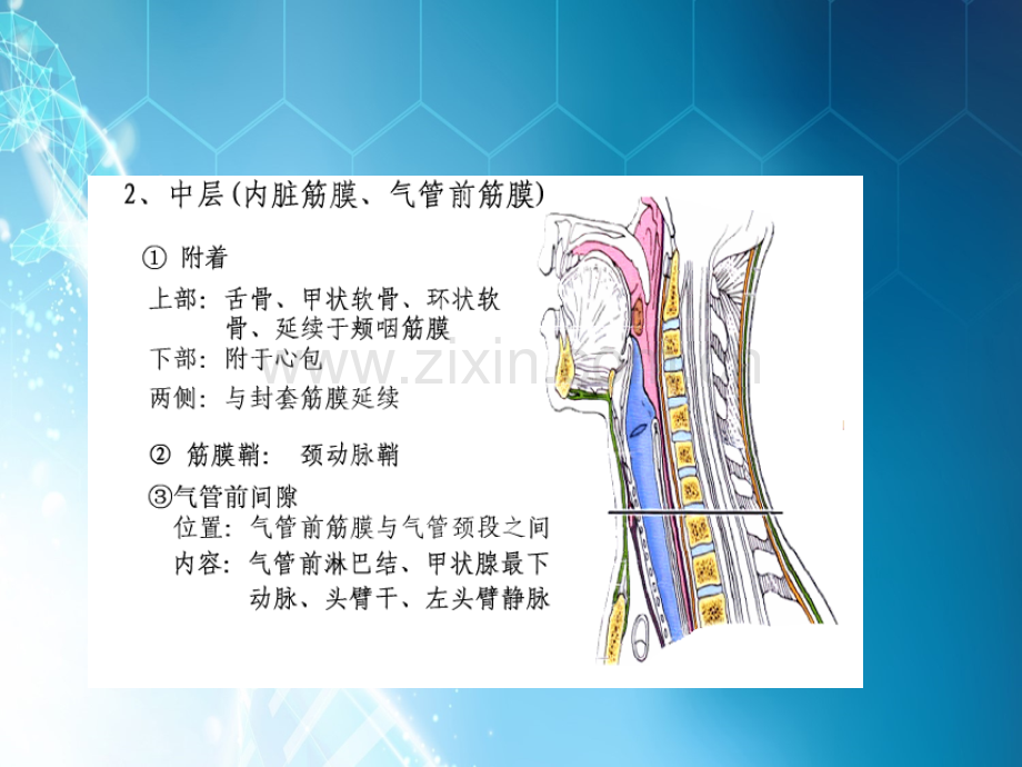 耳鼻喉：颈部脓肿ppt课件.ppt_第3页