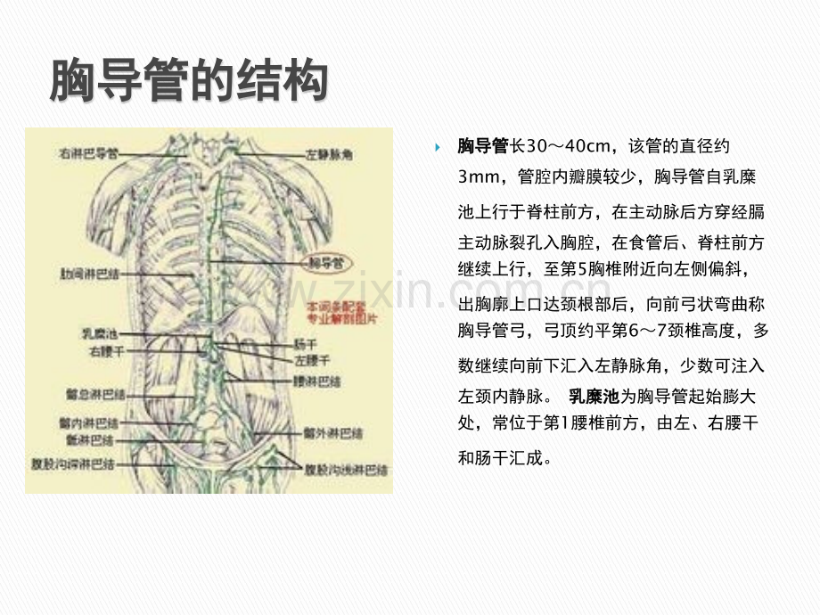 胸导管horacic-ducppt课件.pptx_第2页