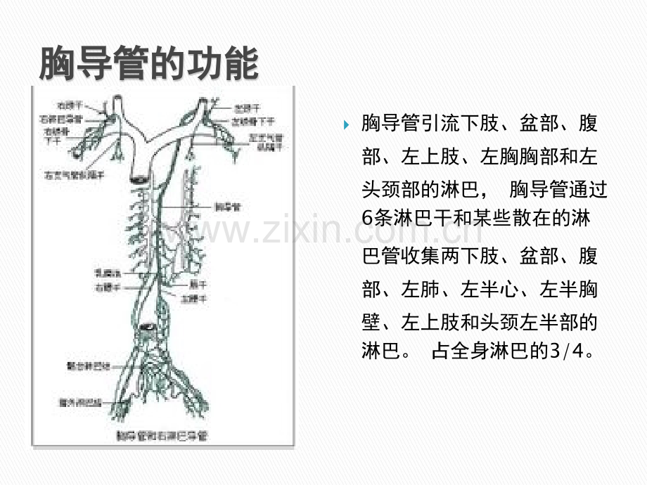 胸导管horacic-ducppt课件.pptx_第3页