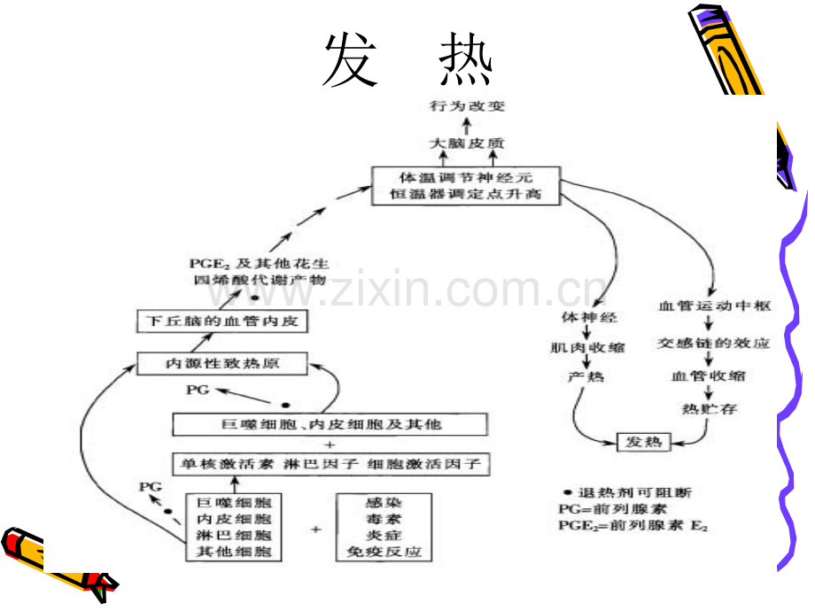 不明原因发热的诊断.ppt_第3页