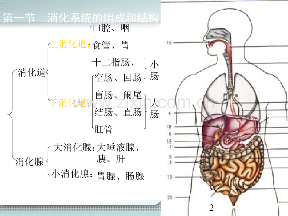 消化系统的结构和功能ppt课件.pptx_第2页