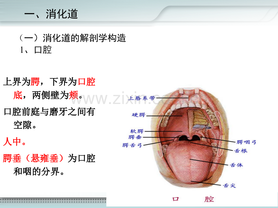 消化系统的结构和功能ppt课件.pptx_第3页