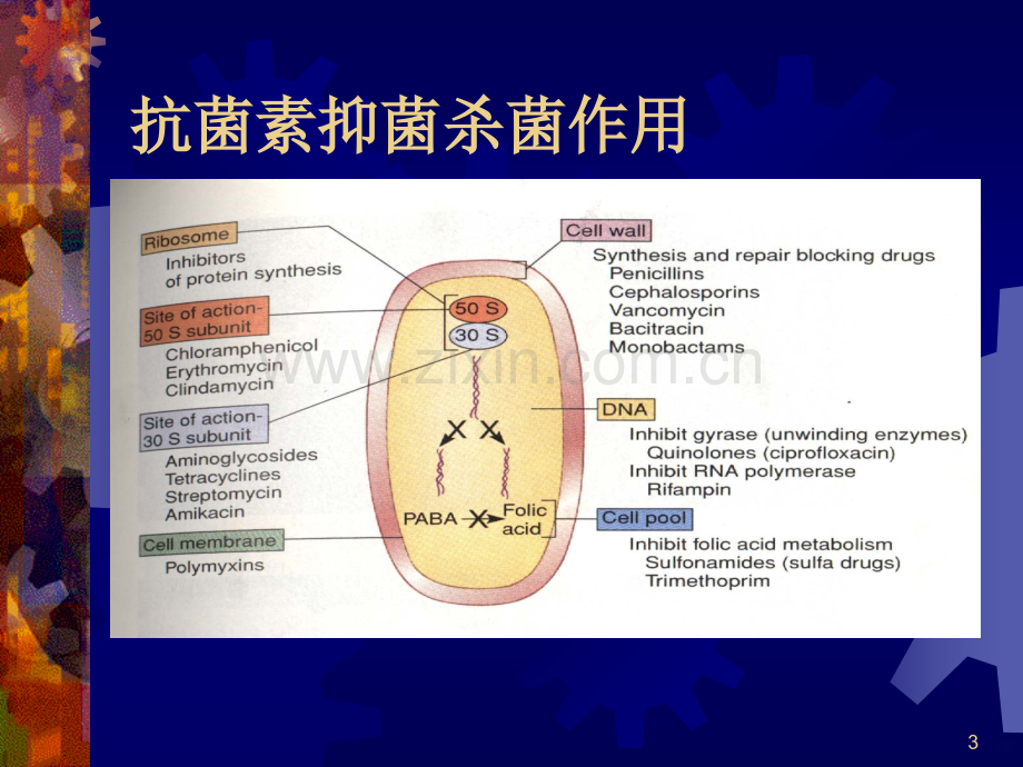 常用抗菌药物机制PPT课件.ppt_第3页