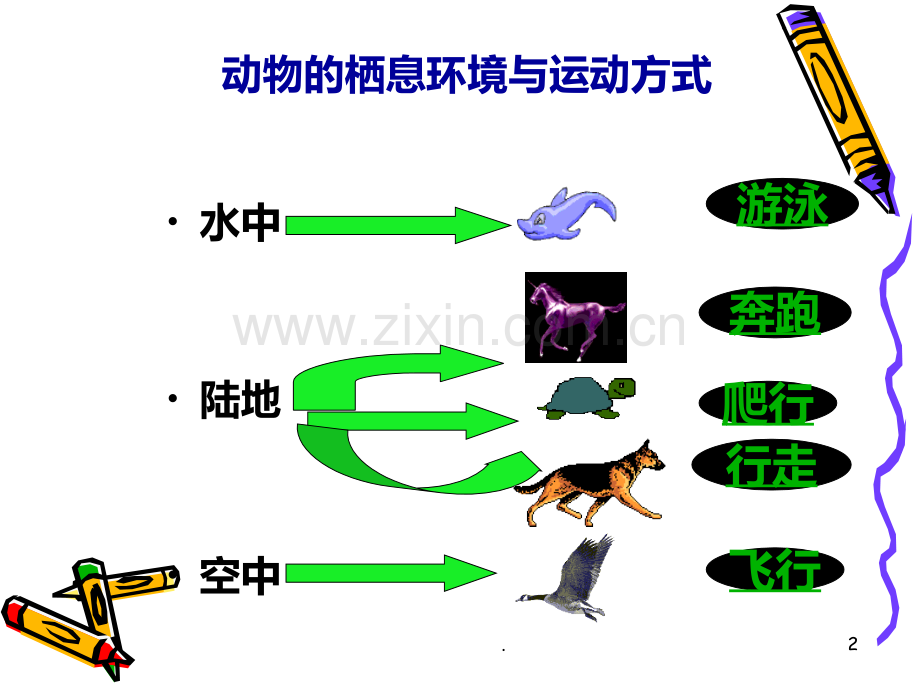 动物的运动和行为-复习PPT课件.ppt_第2页