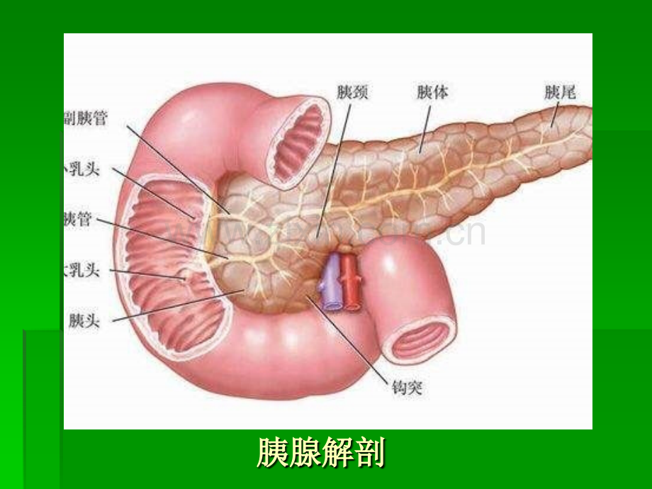 胰腺的超声诊断ppt课件.pptx_第3页