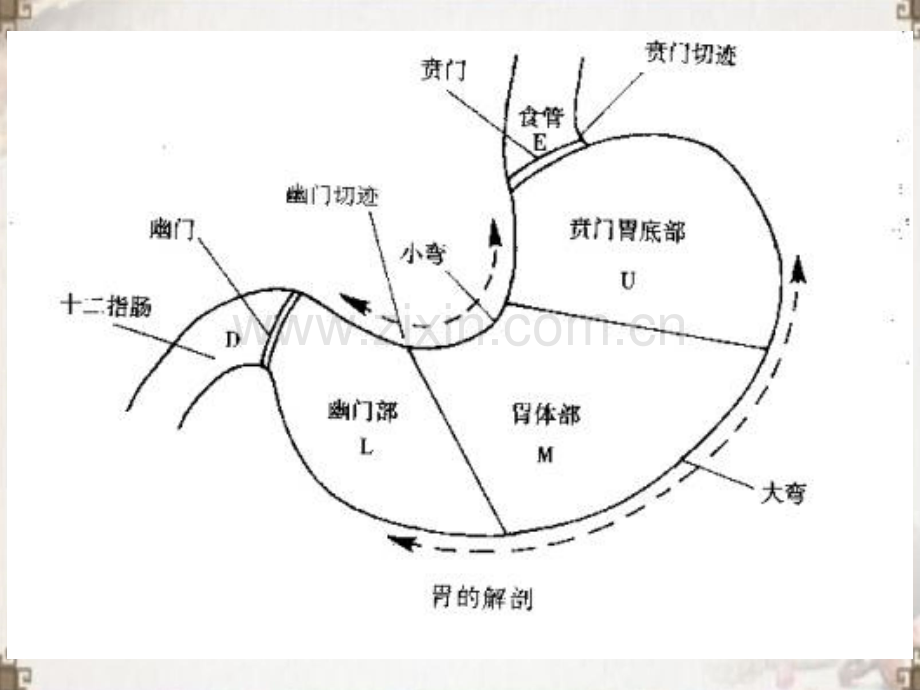 胃十二指肠疾病治疗.ppt_第3页