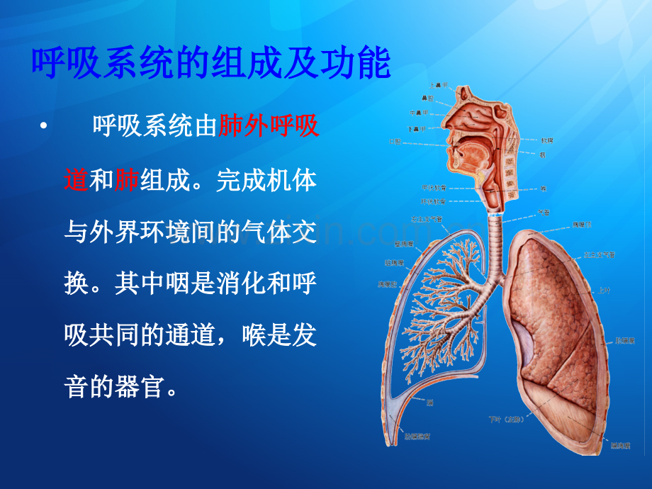 肺部解剖学ppt课件.ppt_第2页