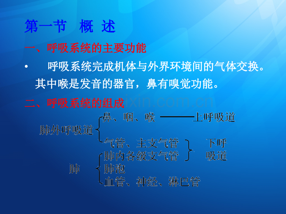 肺部解剖学ppt课件.ppt_第3页