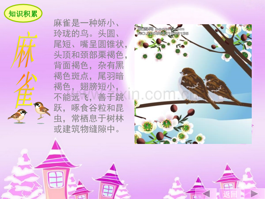 《麻雀》ppt课件.ppt_第2页