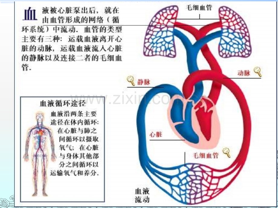 肺栓塞病人的护理ppt课件.ppt_第3页