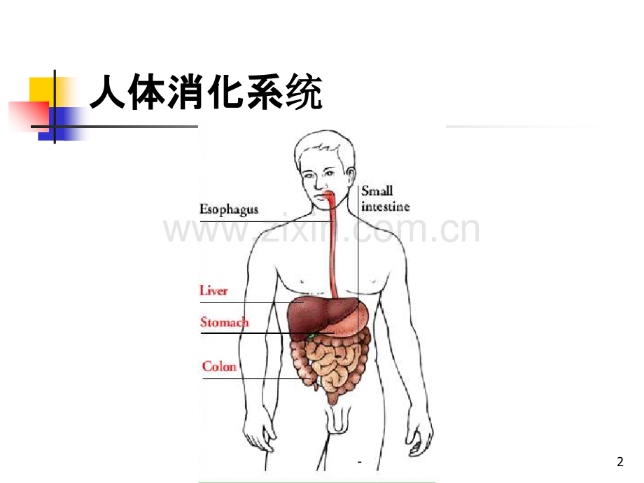 第五章-消化系统药物PPT课件.ppt_第2页