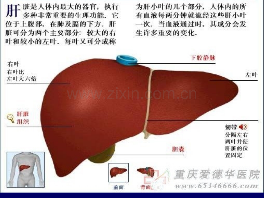 肝损伤ppt课件.ppt_第3页