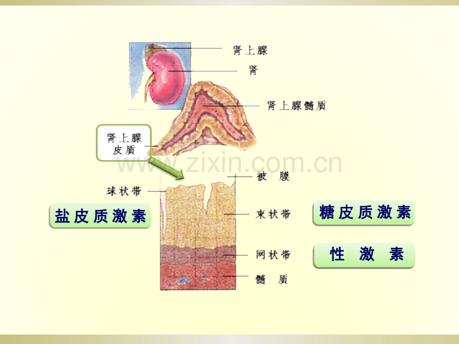 糖皮质激素类药ppt课件.pptx_第3页