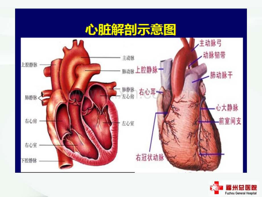 重症心力衰竭的药物ppt课件.pptx_第3页