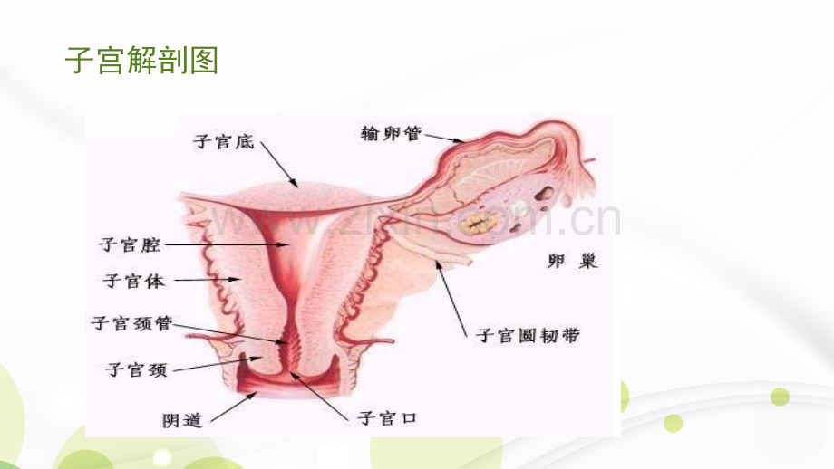 腹腔镜下全子宫切除术ppt课件.ppt_第2页