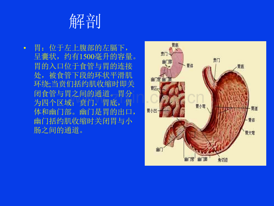 腹腔镜胃癌根治术的手术配合.ppt_第3页