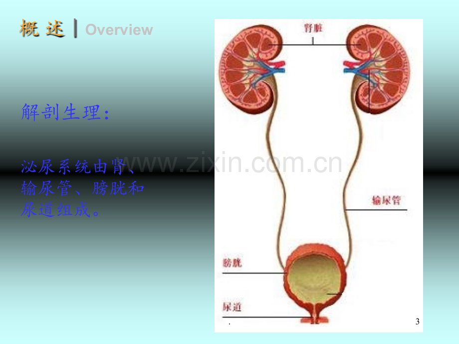 1.肾小球肾炎PPT课件.ppt_第3页