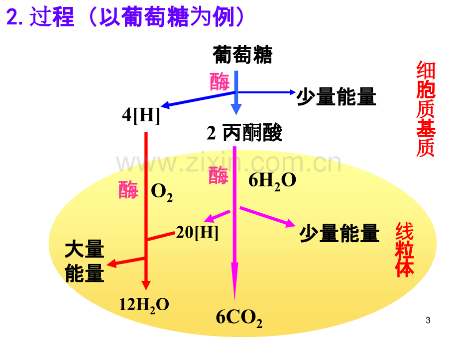 ATP的主要来源细胞呼吸PPT课件.ppt_第3页