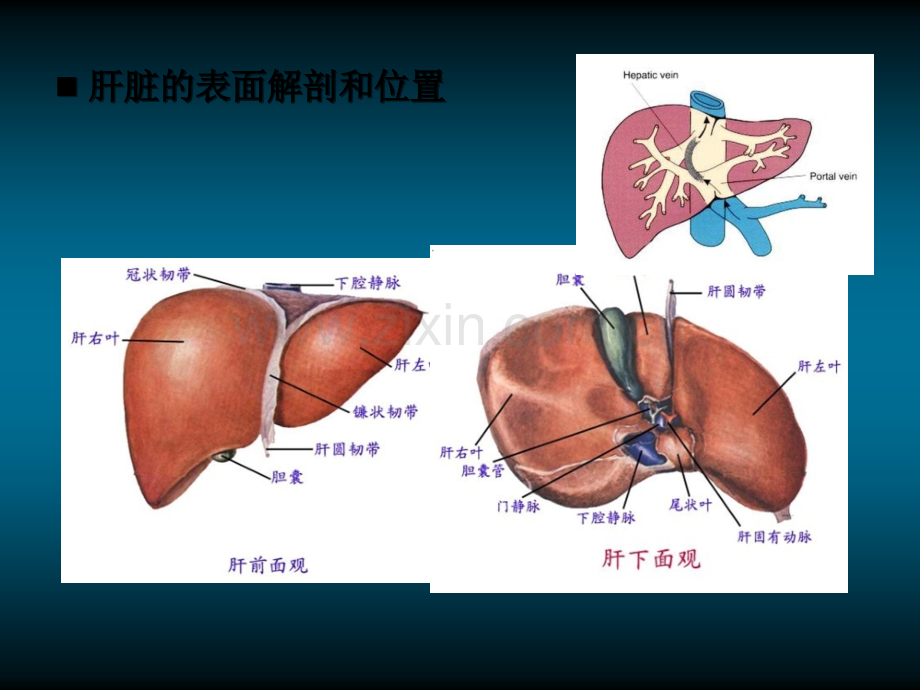 肝脏疾病诊断思路.ppt_第3页