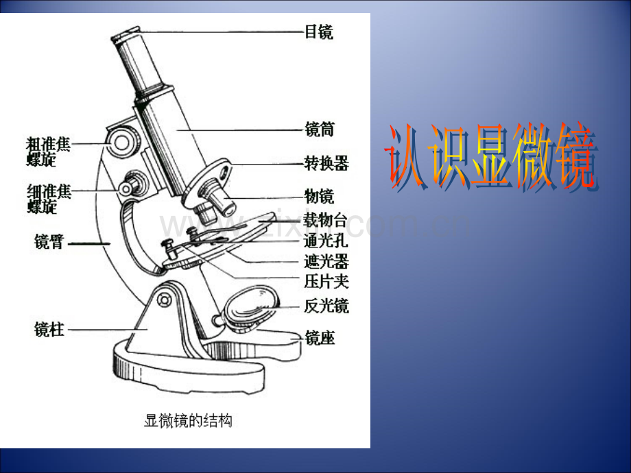 显微镜的结构和使用ppt.ppt_第2页