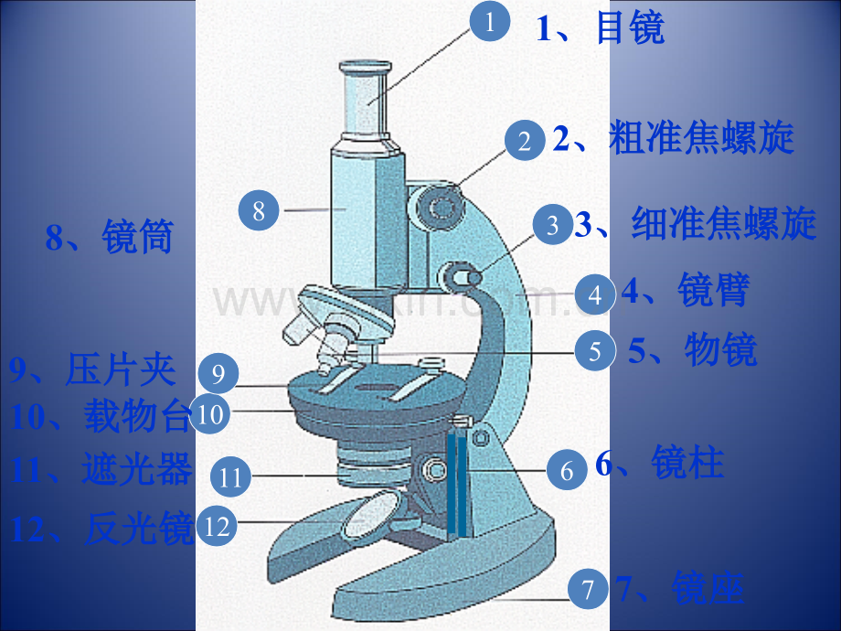 显微镜的结构和使用ppt.ppt_第3页