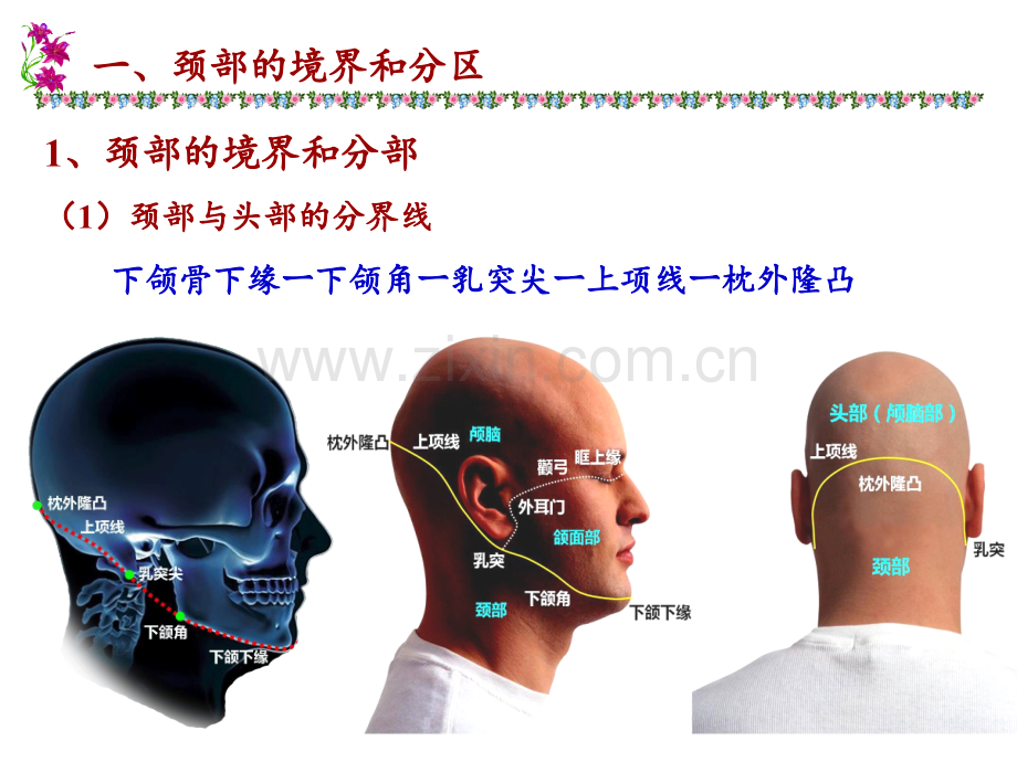 7、颈部(颈部结构应用解剖)-断层PPT课件.ppt_第3页