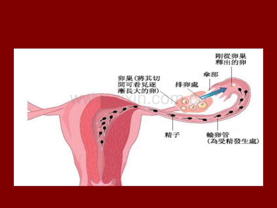 妇产科学——不孕症.ppt_第3页