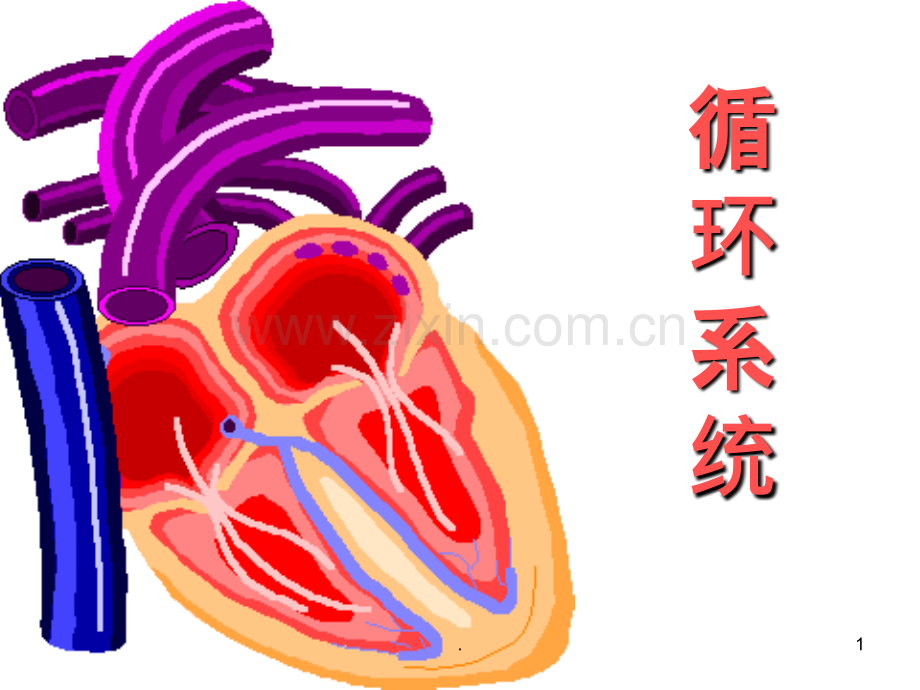 循环症状.ppt_第1页