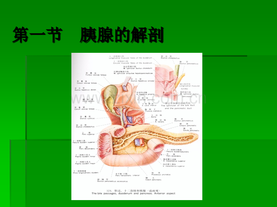 胰腺超声诊断ppt课件.pptx_第2页