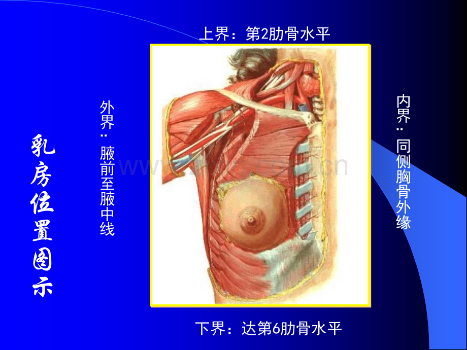 第十二章-乳房疾病病人的护理分析ppt课件.ppt_第3页