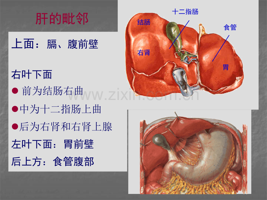 肝血管解剖ppt课件.ppt_第3页