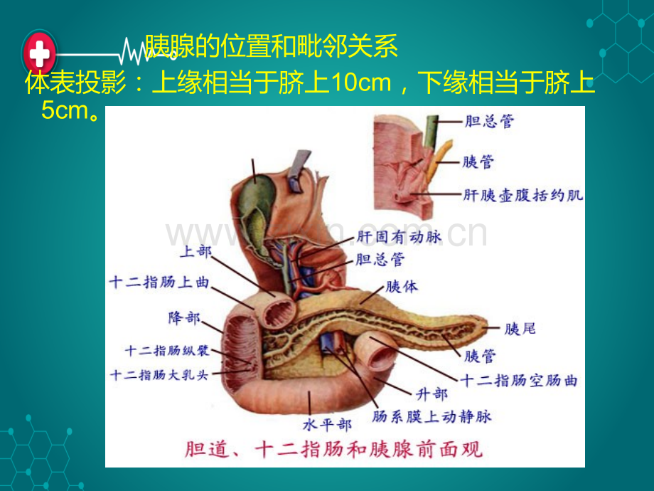 第九章胰腺超声诊断ppt课件.ppt_第3页