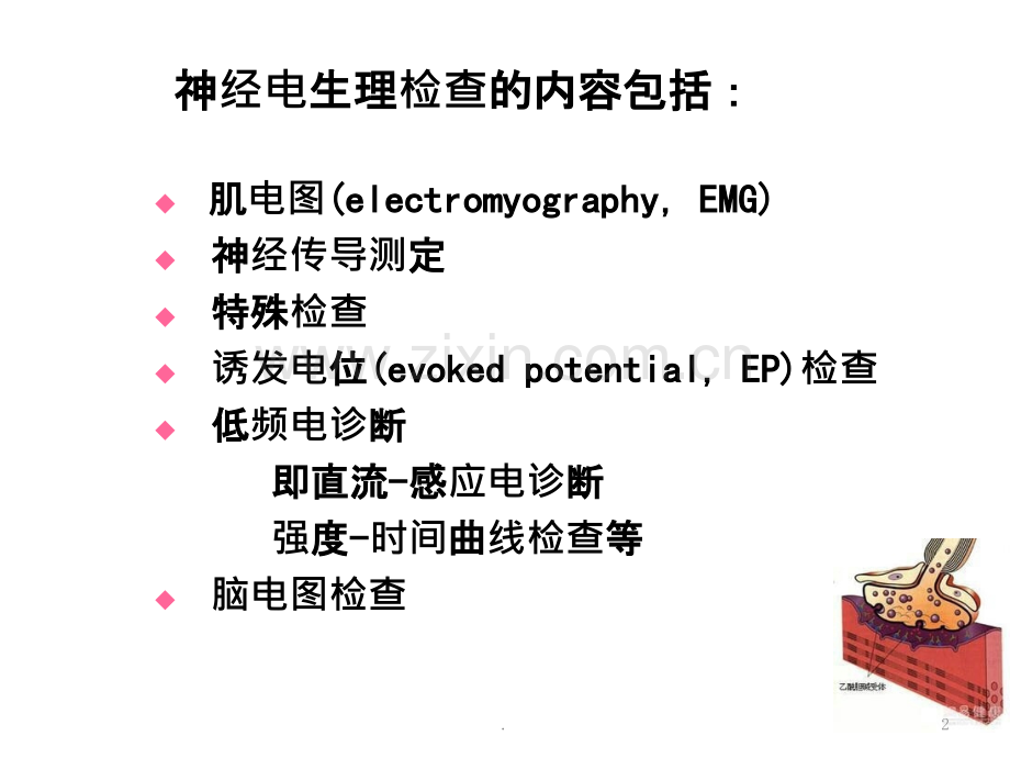 神经肌电图生理检查ppt课件.pptx_第2页