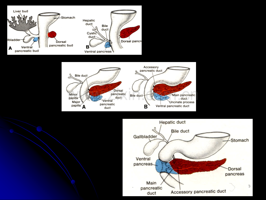 胰腺胰腺解剖及功能PPT课件.ppt_第3页