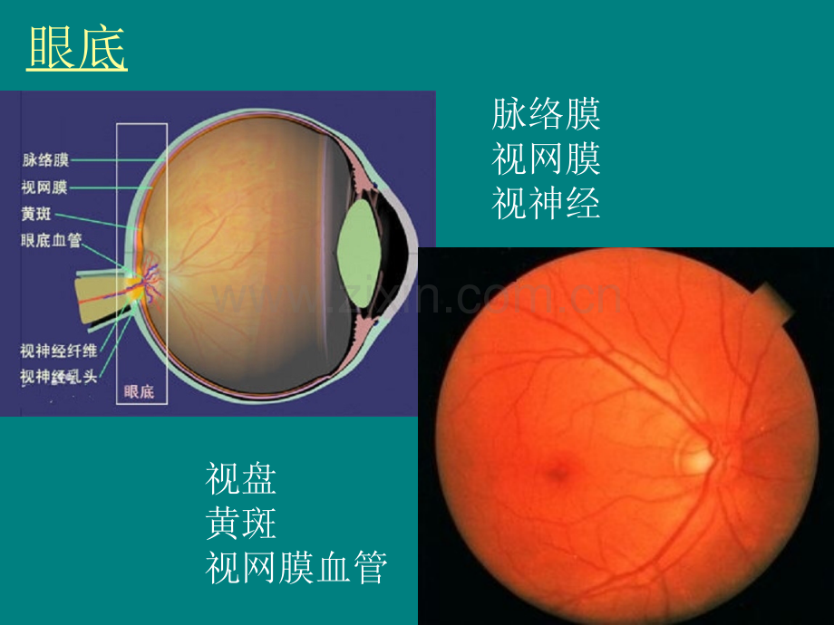 附二七组-眼科学ppt课件.pptx_第3页